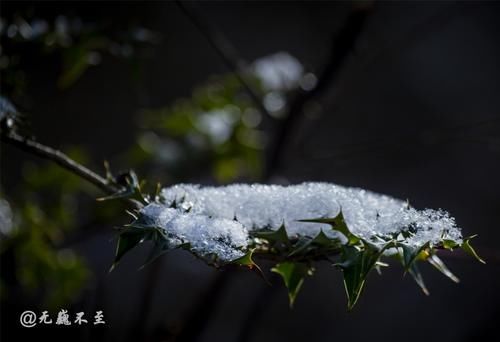 界河|卧龙关冰瀑，号称完爆虎牙，只因这里生活着大熊猫和雪豹吗