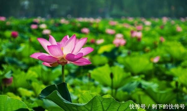 做人|“涵容以待人,恬淡以处世”,才是做人的最高境界