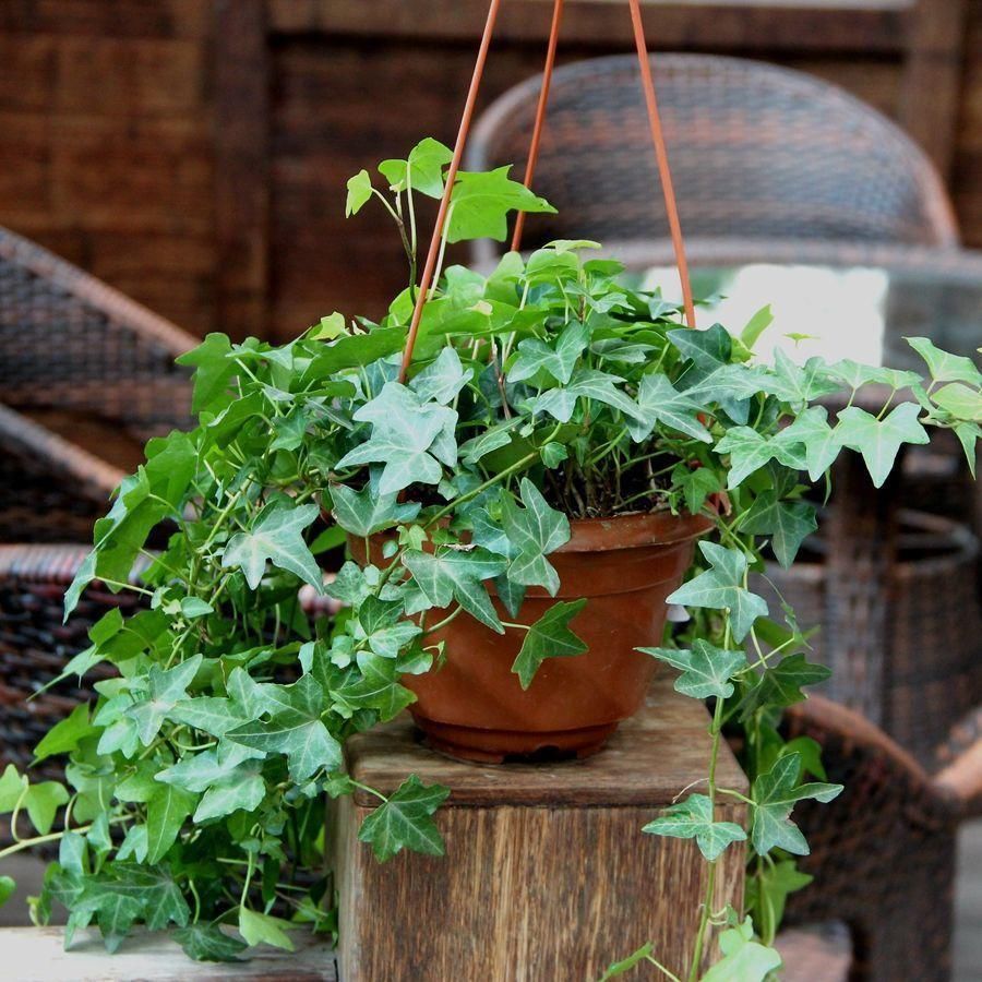 花盆|这3种植物,只要养过花的人都种过,你知道它们的生长特点吗?