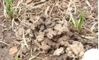 蚯蚓|养花不用买肥料,生活中的这些废料用来养花,效果比买的还好!