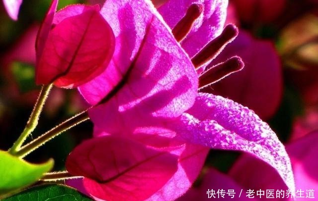 这2种花选个“枝条”，直接插盆里，养1盆活1盆，成功率真高！