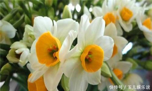 家养|你家养的有茉莉花吗关于茉莉花度夏的3个错误，别说没提醒