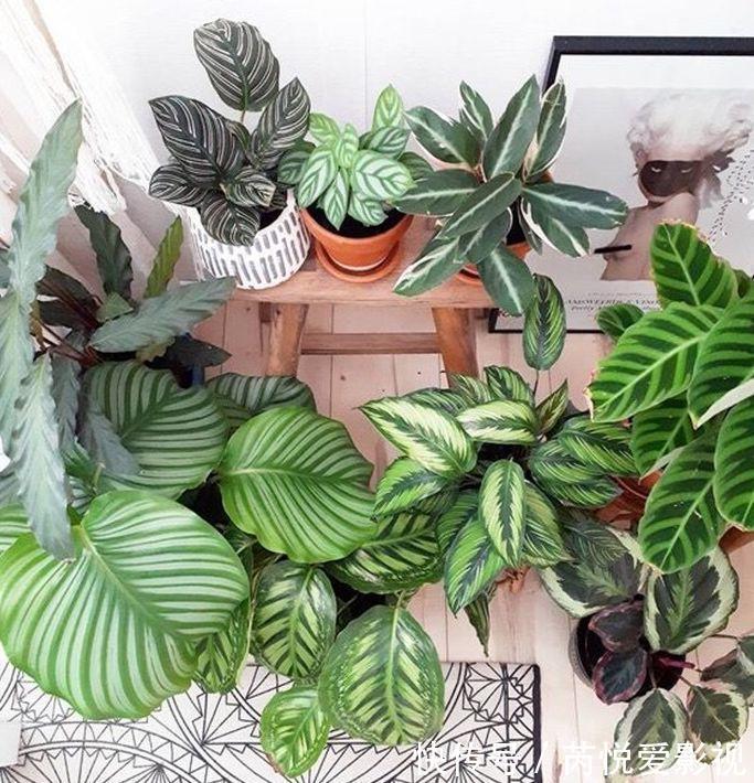 家里光照差,就选5种“耐阴花”,不用见太阳,花叶俱美,好运道