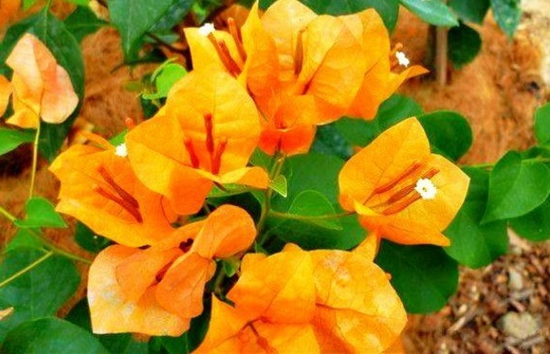 喜欢三角梅,不如养“珍稀名品”柠檬黄三角梅,开花爆盆艳丽多姿