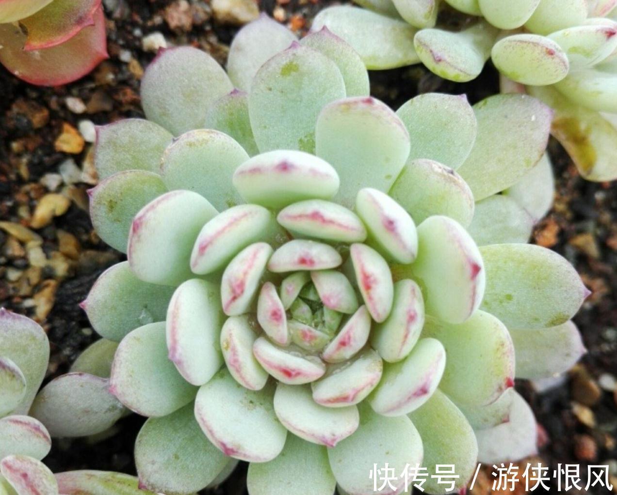 别忽略多肉的6个求救信号,做错1个都不行,不然轻松化水