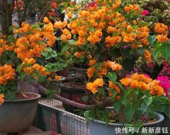 这16种花冬天越浇越死,3个月不管,反而长高个