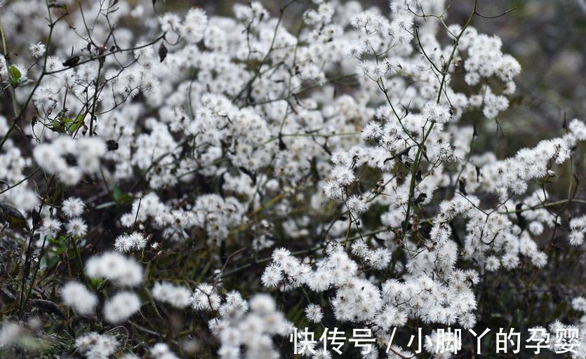 几朵花|此种花真好养，给点阳光就灿烂，女生看了都喜欢