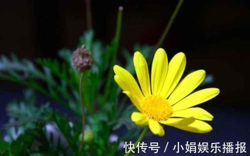 罗含宅里香@李商隐的一首《菊花》,通篇处处引经据典,但是写得很是有韵味