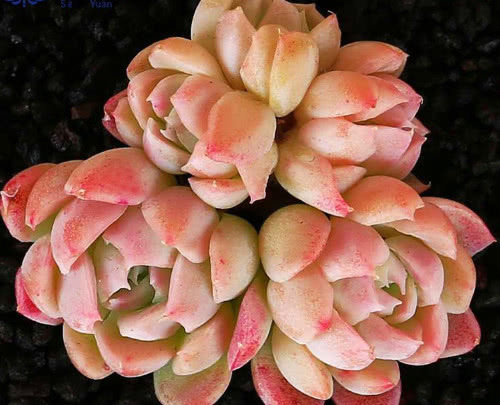 多肉水晶月影怎么养教你3个小妙招,养出饱满剔透的水晶月影