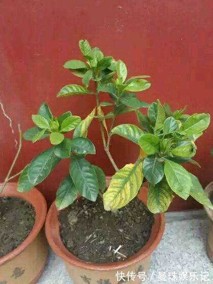 盆里埋2粒黄豆,叶子绿得能滴油,半年不用施肥!