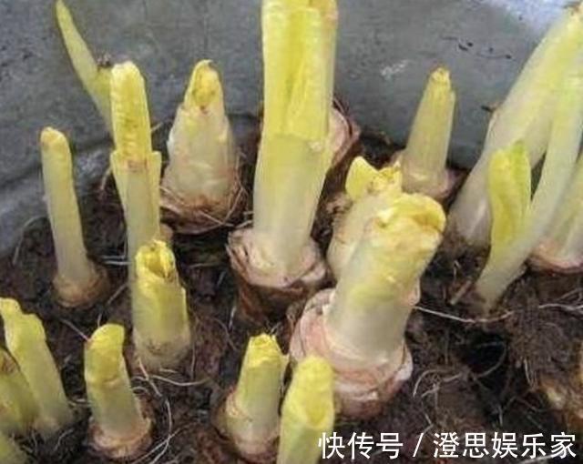 黄金菜|此种“废根”可以当盆栽,埋花盆里7天,长成“黄金菜”,1斤30元