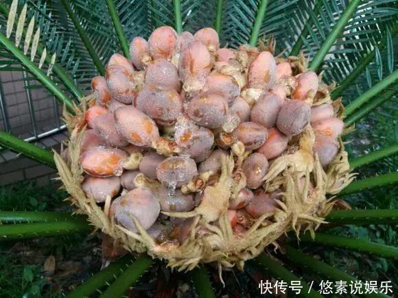 4种花有灵性,平时难开花,一有好事就开花!