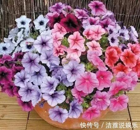 阳台|夏天养花就要养它们,放在阳台狠狠晒,天天开成小花园!