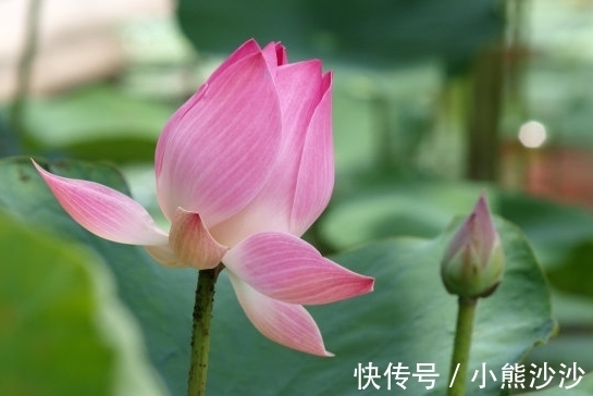 桃花朵朵开|10月下旬，桃花朵朵开，4属相喜事临门，财源广进，生活锦上添花