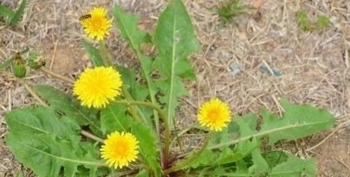 降血脂|蒲公英加一物，清热解毒排肝毒、降血脂，现在知道不晚！