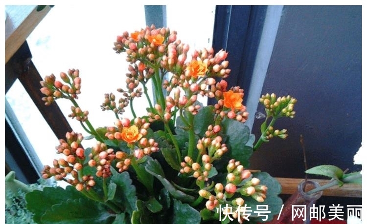 长寿花|12月份可以扦插“2种花”，30天长成小盆栽，翻过年就能养开