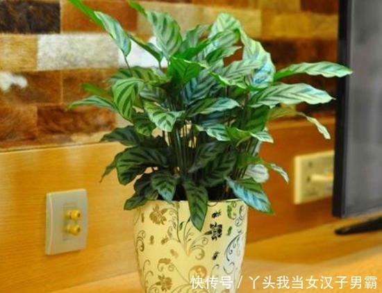 竹芋观叶价值高,这样养还能开花,令人惊奇!