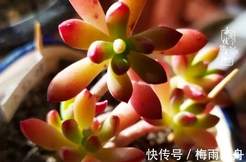 爱上多肉：何须浅碧轻红，自是花中一流！