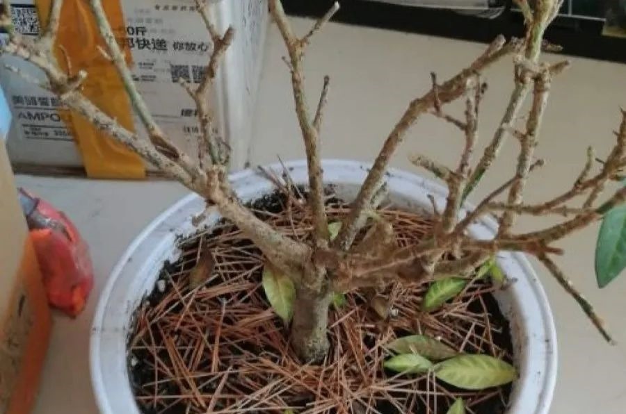 花养成光杆司令,别扔了、还有救,3天起死回生!