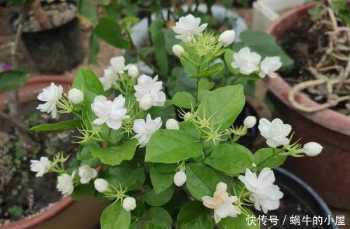 九里香|人见人爱的3种花，“大水大肥大太阳”伺候，花大色艳香味浓