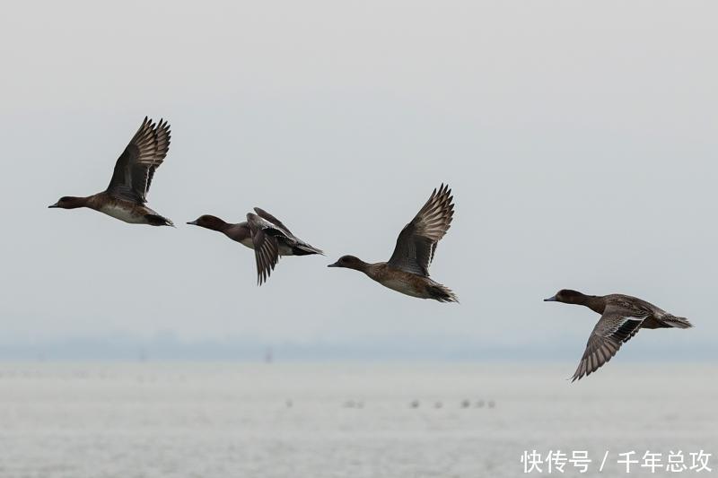 洞庭湖|第十一届洞庭湖国际观鸟节开幕