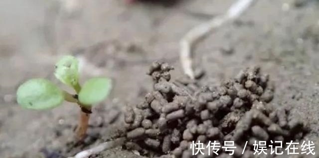 淘米水、啤酒水都别用, 老花农只用它泡水, 什么花都能浇, 疯长