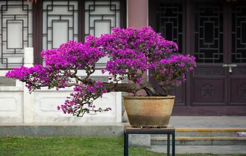 讨人喜爱的三角梅，越冬养护时需要多注意，环境温度不可小视