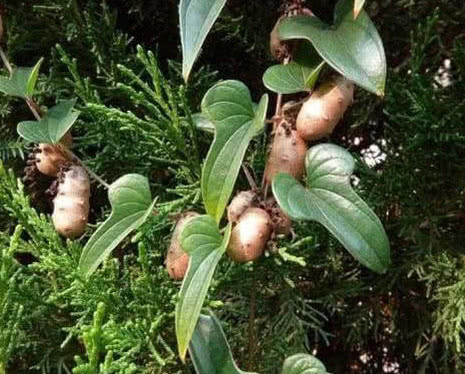 农民|长在树上的生姜,农民见了不敢吃,城里300块1斤抢着要!