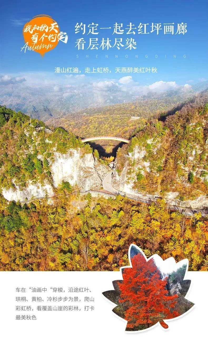 天下风物——《从国庆开始，神农架将迎来“华中屋脊”盛放的秋色！（二）》风光题照