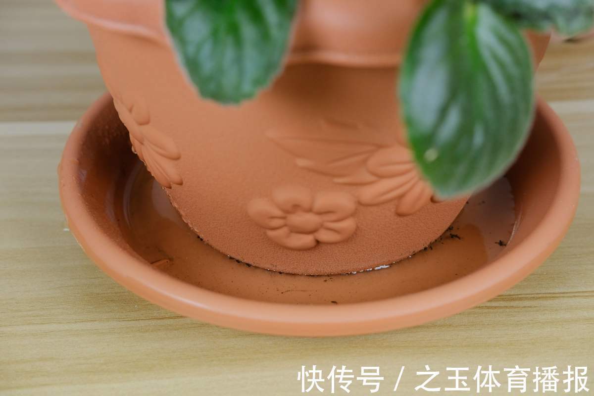 教你一些浇水的方法,从此浇花不再盲目,花长得又快又旺!