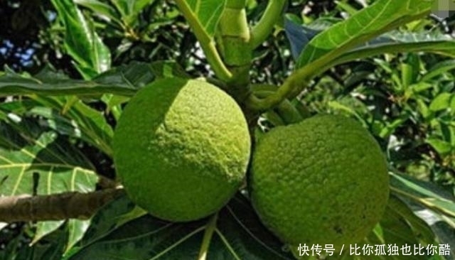 水果|这种水果出现在热带地区的主食,院子种一棵,肚子饿了就可以吃