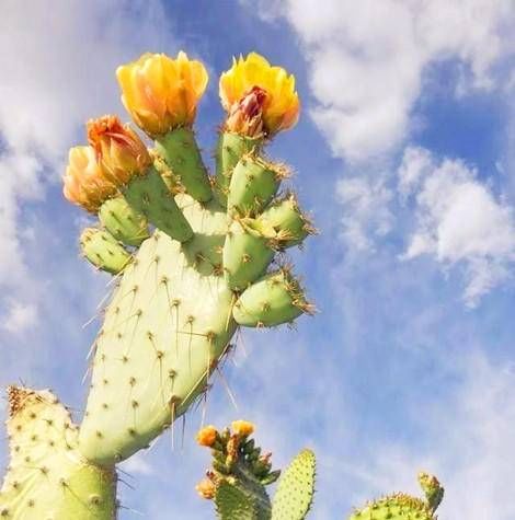 奶奶|老赵家的仙人掌