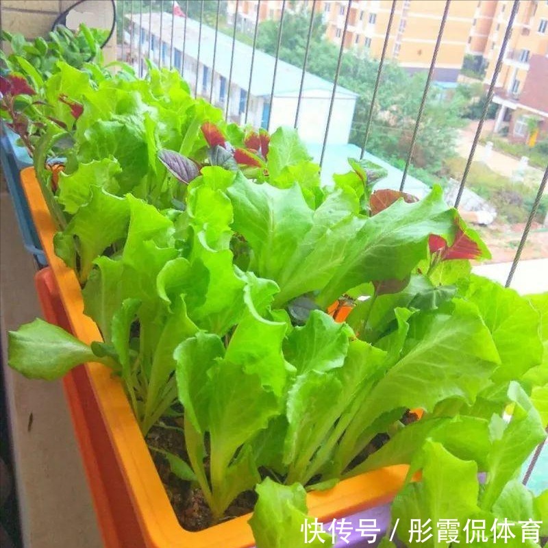 5种“蔬菜”不怕冷,阳台种一盆,0度冻不死,吃一茬冒一茬