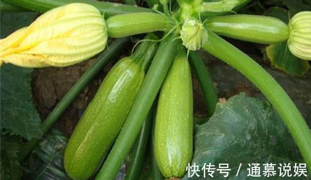 維生素c|人到中年想要身體好，常吃4種食物，降壓減脂，抗衰老，早吃早好