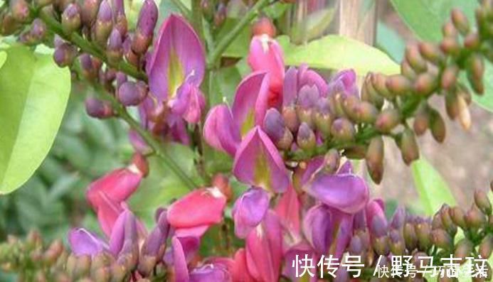 亚健康|此物具有活血化瘀的功效,是天然的“补血剂”,还不知道,不妨了解