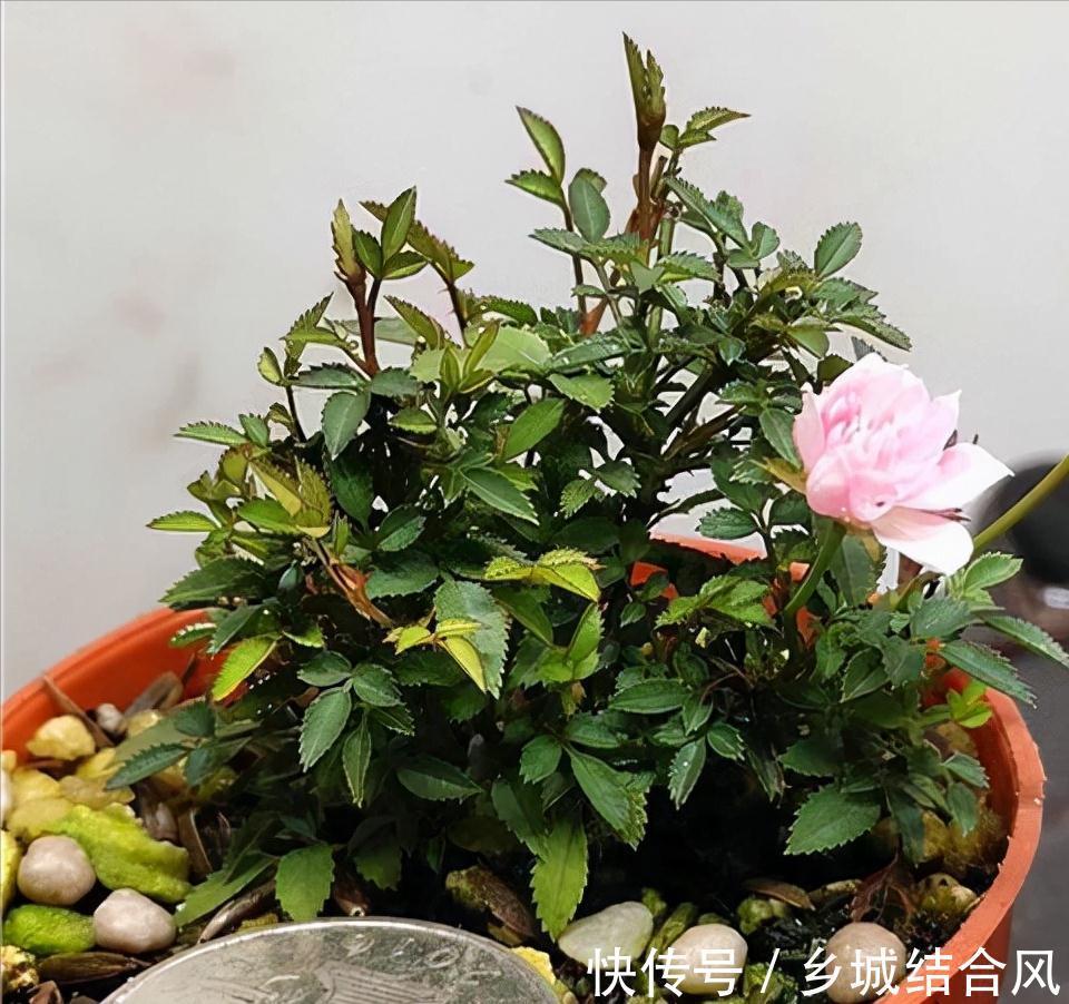 6种“小盆景”,越小越值钱,客厅养一盆,能香上几十年