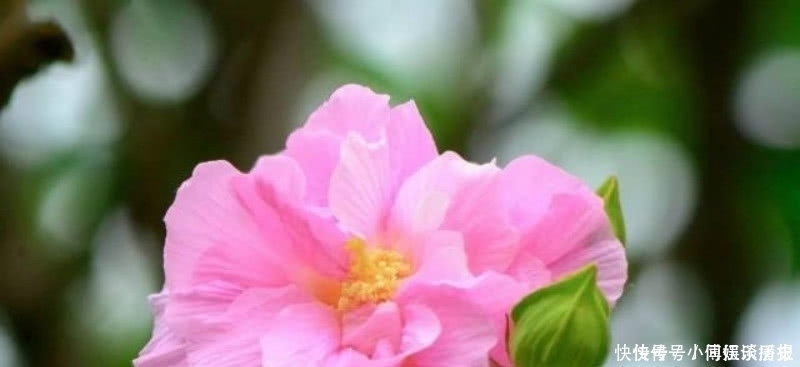 诗歌|苏轼最具有讽刺意味的一首诗,看似平淡无奇,但读来令人拍案叫绝