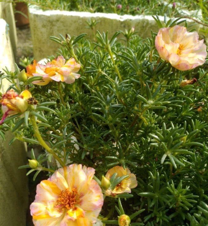 太阳花怎么过冬?用一种方法,顺利过冬,来年开花更多更美