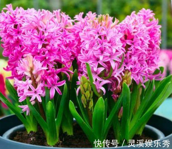 家养几款花卉,开花勤爱爆盆,直接变成小花园