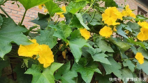 药食同源|丝瓜叶不要扔掉，城里卖15一斤！懂得人不多，记得告诉家人！