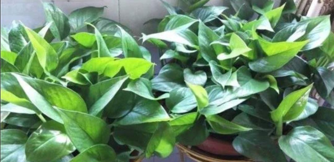 为什么说“一棵绿萝七个鬼”绿萝养在家里到底好不好