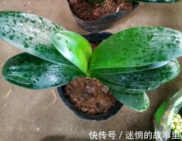 盆栽君子兰浇水贯彻12字真言，肉质根越长越健壮、花越开越多
