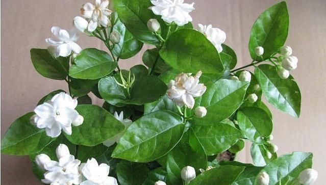 浇水|被称醋坛子的3种花,浇水时加点醋,花苞不断冒