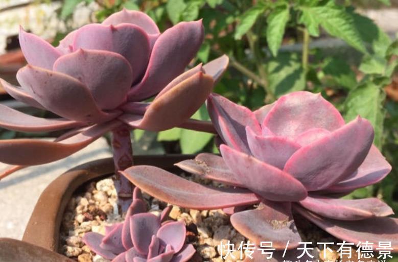 紫红色|多肉紫丁香株型不大，放在室内养会褪色，但露养则粉嘟嘟的很好看