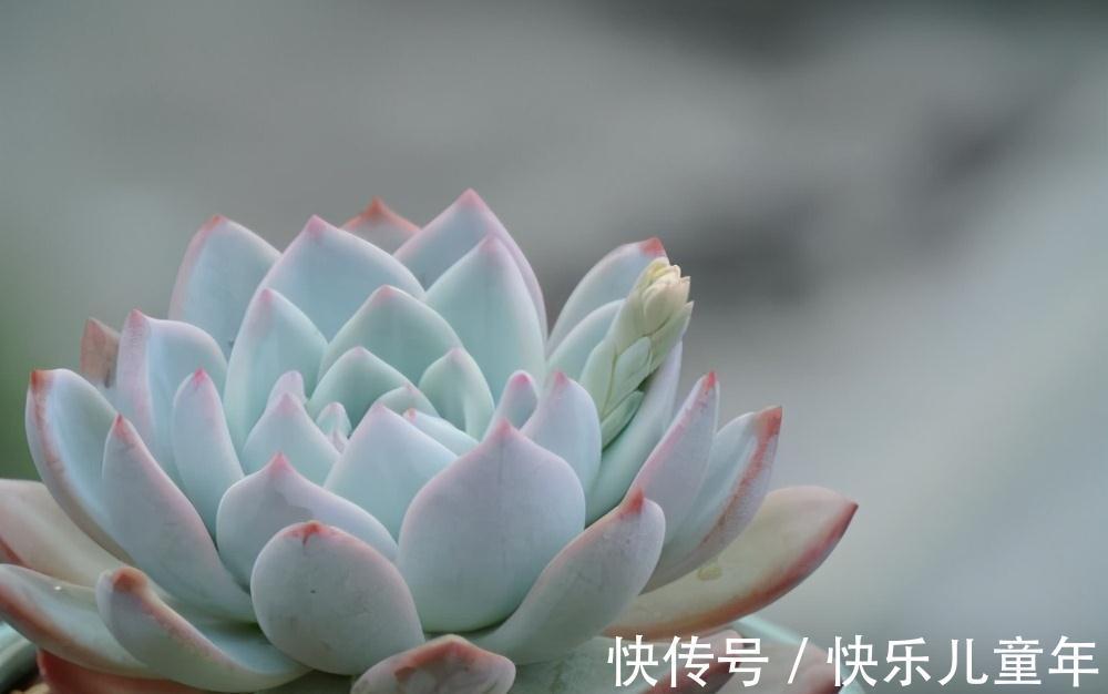 两种极好塑形的多肉,美观外形,各有千秋,但却都怕晒太阳