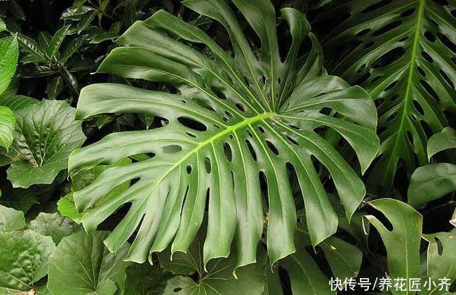 脸大|你还养不好龟背竹吗?养花高手都用这方法,叶子长得比脸大