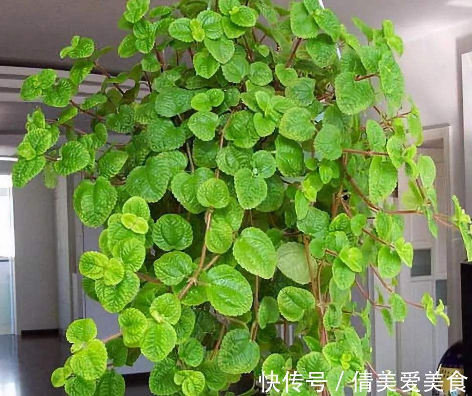 虎尾兰|人养花，花也养人，4种花是空气卫士，养在家里一级棒