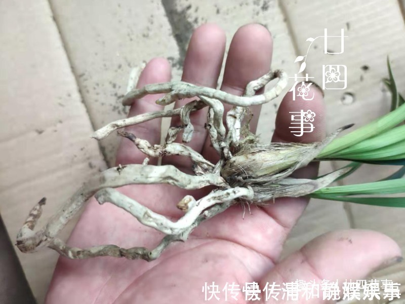 服盆|网购兰花服盆难,关键在于上盆前,简单4步服盆快,不僵苗发芽多