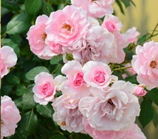 光照|7种一年四季开花的植物，阳台养一盆，天天有花看！