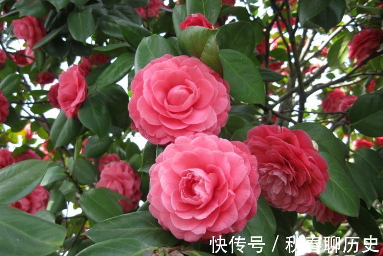 家中养3种“健康花”,种一次年年有花赏,花色鲜艳对身体好